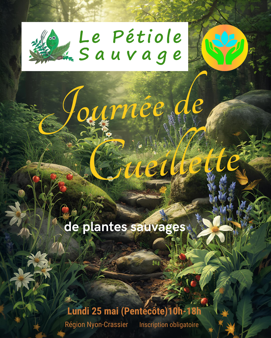 Journée cueillette de plantes sauvages